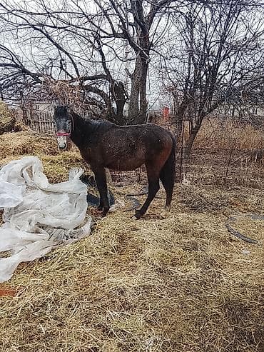 кой кыркан апарат: Продаю | Жеребенок | Для разведения — 2