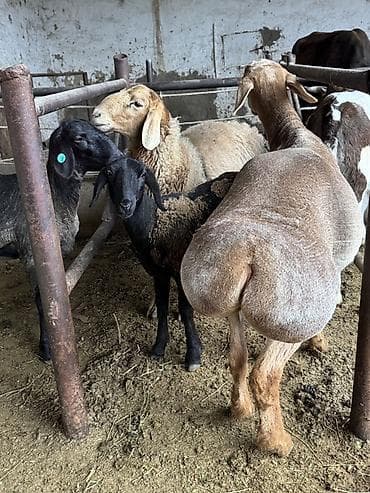 желчные камни крс бизнес: Продаю | Овца (самка) — 1