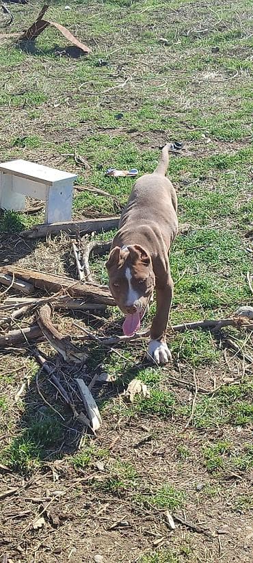 Питбуль, 4 месяца, Самец, С прививкой