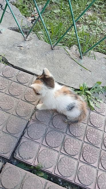 Мышыктар: Котята от трёхцветной кошки - Помёт из трёх котят — 5