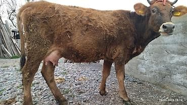 скот корова: Продаю | Корова (самка) | Для молока — 6