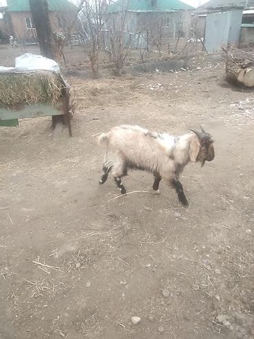 продам коз: Продаю | Коза (самка), Козёл (самец), Козлёнок | Нубийская, Битал, Камори | На забой, Для разведения, Для молока | Племенные, Котные, Осеменитель — 3