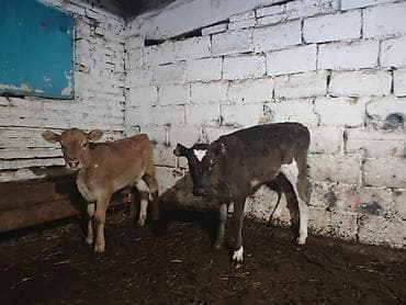 Баран, овца: Продаю | Музоо, торпок | На откорм | Искусственник — 8