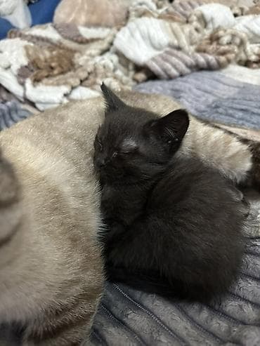 Животные: Кошка даром: Беспородная, 2 месяца, Девочка — 1