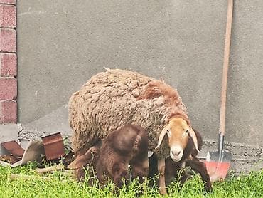 улей для пчел: Продаю | Овца (самка), Ягненок | Арашан | Для разведения | Матка — 3