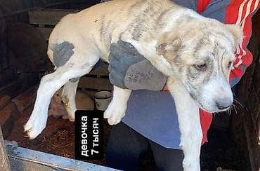 трекер для животных: Щенки алабая, 3,5 месяца.Привитые. Окрас преимущественно светлый — 7