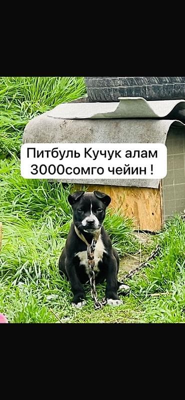 Продажа собак: ЧИТАТЬ ВНИМАТЕЛЬНО КУПЛЮ ЩЕНКА ПИТБУЛЯ! ДО 3000сом — 1