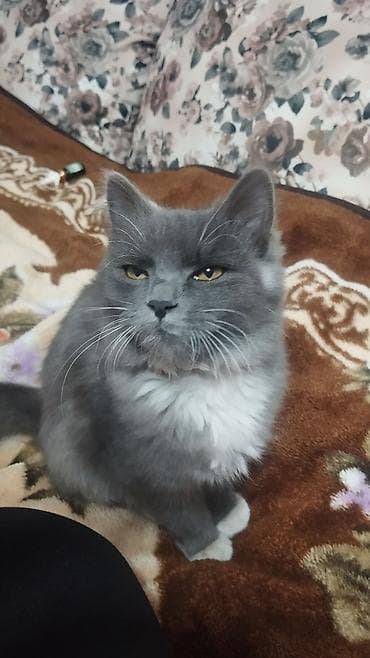 Услуги ветеринара: Кошка даром: Беспородная, 6 месяцев, Девочка, Приучена к лотку, Проглистована — 2