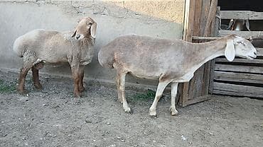 кукуруза качан: Продаю | Овца (самка) | Арашан | Для разведения | Племенные — 6