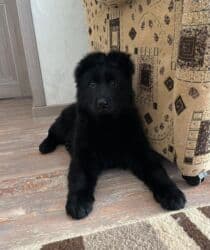 Вязка собак: Продается чистокровный клубный щенок Восточноевропейской овчарки.С — 3