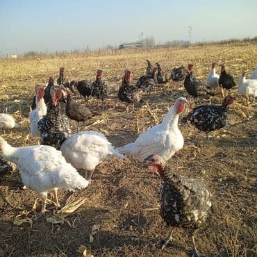 где купить фазанов для разведения: Продаются индюки на мясо. Выращенные на свободе в поле. Корм составлял — 8