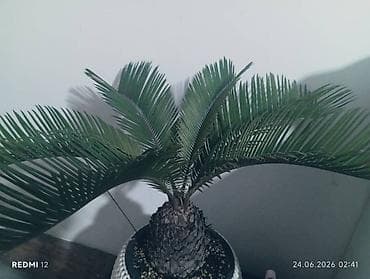Пальмы: Саговник (Cycas revoluta) в декоративном кашпо. - Компактный — 1