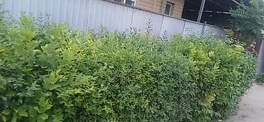 Домашний персонал и уборка: Нужна помощь по уходу за живой изгородью вокруг дома. Требуется: - — 8