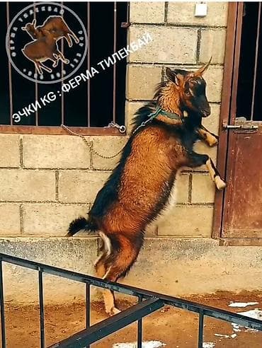 дикаративные кролики: Продаю | Козёл (самец) | Для разведения — 6