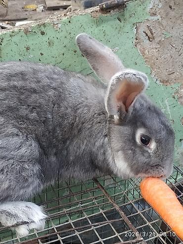 Продаю | Кролик самец