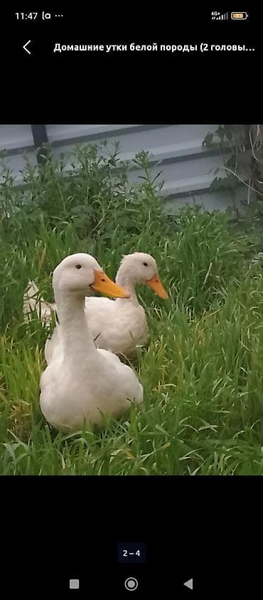 утка дикий: Домашние утки белой породы (2 продаю срочно головы) - Порода: белая — 1