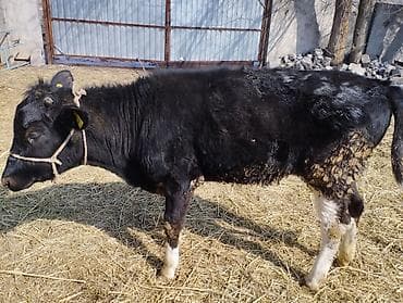 Коровы, быки: Продаю | Тёлка | Голштин | Для молока | Привязанные — 1