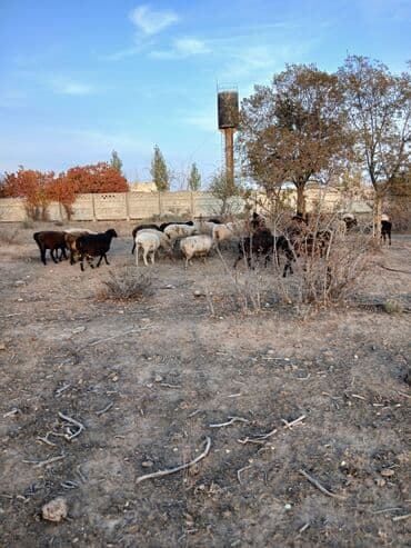 кошка домик: Продаю | Овца (самка) | Полукровка | Для разведения | Матка — 3
