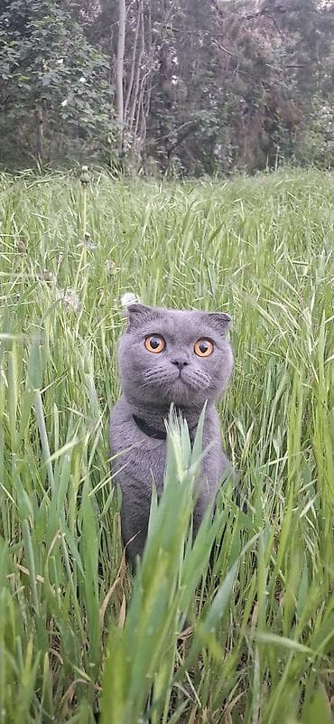 коротколапые коты цена: Вязка: Британская короткошёрстная, Девочка, 2 года, С прививками — 3