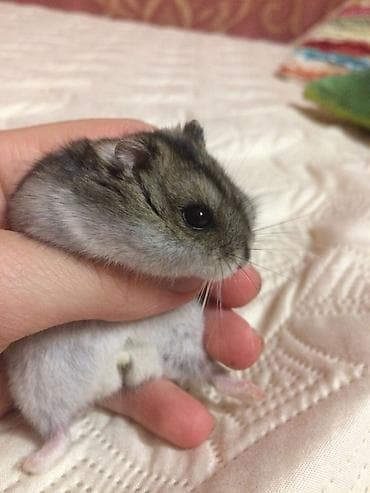 где можно купить хорька: Продам джунгарика(вместе с клеткой — 1