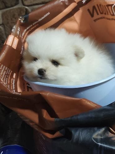 шпицы цена: ШПИЦ ПОД БРОНИРОВАНИЕ щенкам месяц, цена указана без документов, при — 2