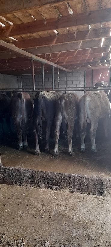 Продаю | Бык (самец) | На откорм at lalafo.kg Продаю | Бык (самец) | На откорм