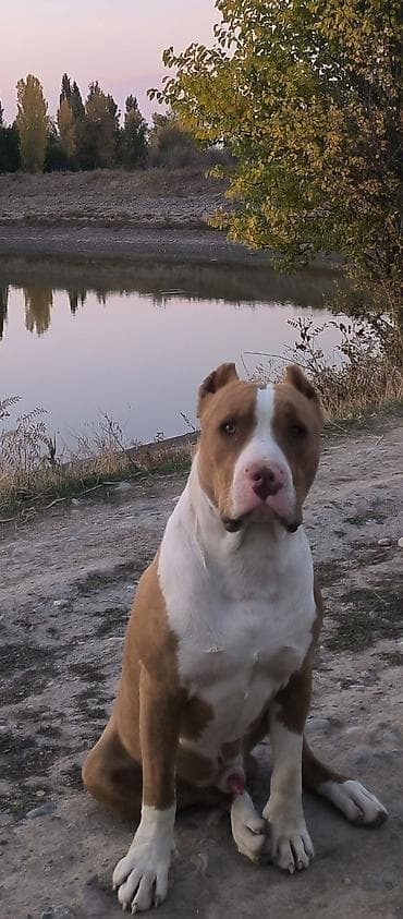 корм для собаки: Сын Саймона, 1.5 месяцев, не сломанный, уравновешенный, причина — 3