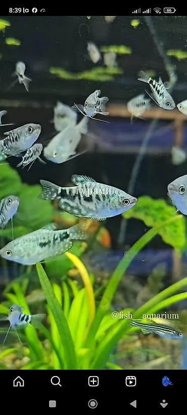 Более 40 видов рыб. Аквариумные рыбки. Гуппи Цихлиды Золотые рыбки lalafo.kg да Более 40 видов рыб. Аквариумные рыбки. Гуппи Цихлиды Золотые рыбки