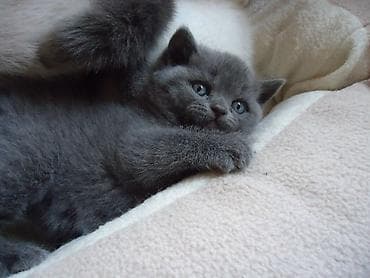 Британская короткошёрстная, 1 месяц, Мальчик, Голубой, Приучена к лотку