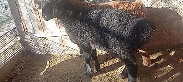 собака такса: Продаю | Ягненок | Для разведения — 7