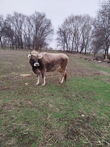 бычки ангус: Продаю | Корова (самка) | Для молока — 5