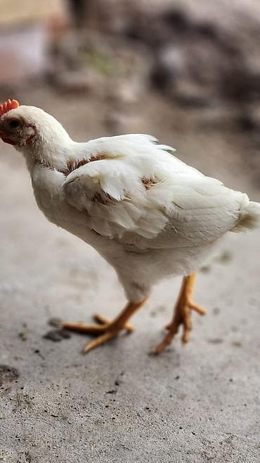 продаю хомяка: Продаю | Цыплята | Хай-Лайн Соня Грей | Несушки — 6