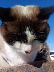 купить домик для кошки недорого: Snow shou Сноу шоу кошка чистая порода, приручена к лотку — 2