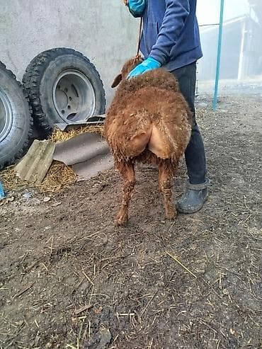 лабрадор голден ретривер купить: Продаю | Ягненок, Баран (самец) | Арашан | Для разведения — 7