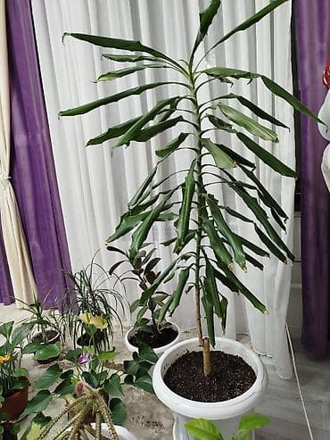 калла: Комнатные растения и укоренённые детки - Крупное тропическое растение — 1