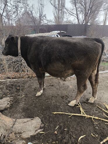московская сторожевая собака: Продаю | Бык (самец) | На откорм | Племенные, Осеменитель — 3