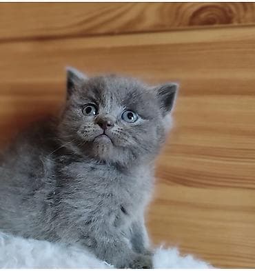 Мышык кууту: Продаётся шотладский котёнок — 1