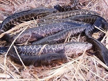 балык чарба: 🎣 КУПЛЮ РЫБУ ДОРОГО! 💰 📍 Принимаю на постоянной основе: — Сазан — — 4