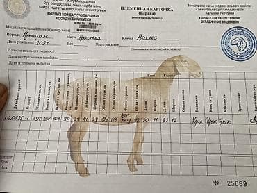 кунажын бишкек: Сатам | Кочкор (эркек) | Арашан | Көбөйтүү үчүн | Асыл тукумдуу — 5