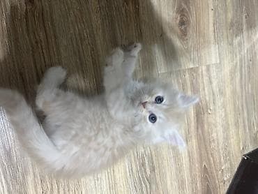 Кошки: Отдам котенка в добрые руки. Пушистый кремово-белый котёнок с голубыми — 1