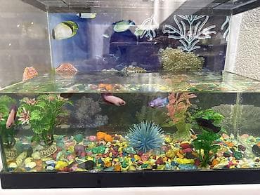 golden retriver: Бойцовые рыбки (Betta splendens) — разноцветные самцы и самки — 4