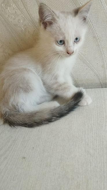Үй жаныбарлары: 🐾 Ищем самые добрые и заботливые руки для котят! 🐾 В добрые и — 2