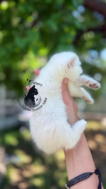 бенгальские кошки: Британская короткошёрстная, 1 месяц, Девочка, Серебристая шиншилла, Приучена к лотку, Проглистована, С документами — 8