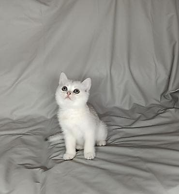 кошку: Шотландские котята возраст полтора месяца, готовы переехать в новый — 4