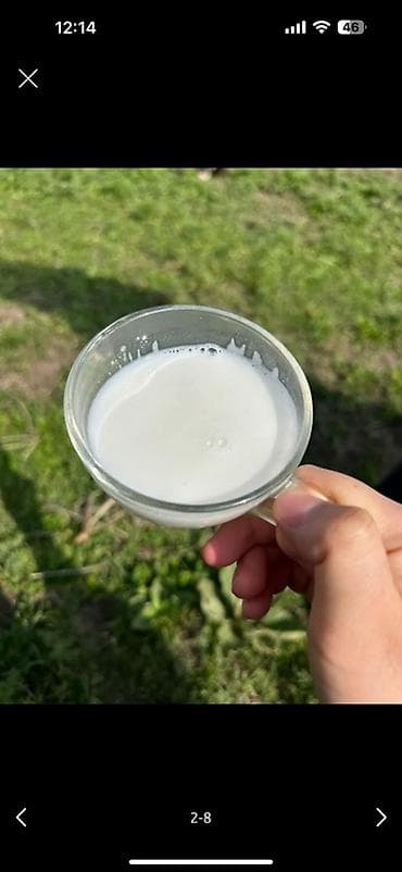 КЫМЫЗОЛЕЧЕНИЕ 2500 сом ВСЕ ВКЛЮЧЕНО‼️ Кумыс (традиционный напиток из