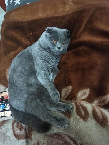 шотландская кошка скоттиш страйт: Вязка: Скотиш Фолд (Шотландская вислоухая), Мальчик, 3 года — 3