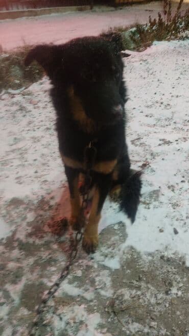 той ырлары 2020 скачать: Мальчик кличка Лион.молодой ещё.после отстрела.сейчас с ним все в — 5