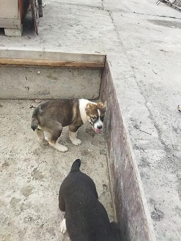 кошки шатланский: Алабай, 2 месяца, Самец, С прививкой — 4