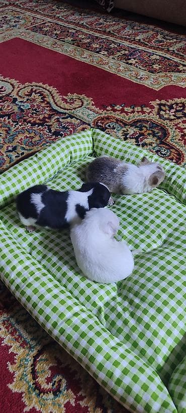 коты город ош: Продаются щенки, возраст 1,5 месяцев — 6