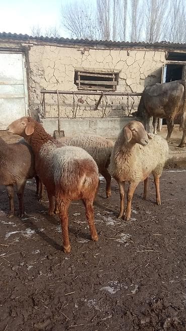 Кошки: Продаю | Овца (самка) | Полукровка | Для разведения | Матка — 10